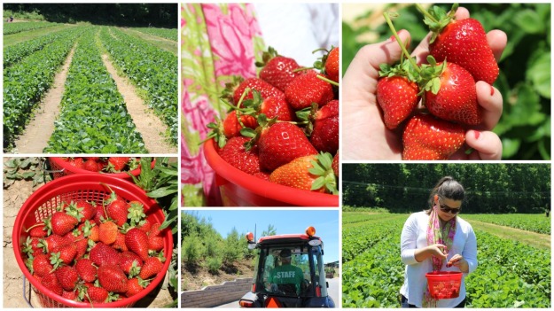 Strawberry Picking | Simple OOTD